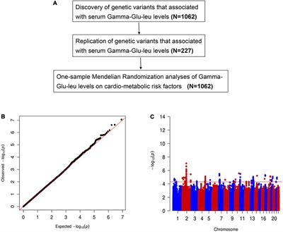 Gamma-glutamyl-leucine levels are causally associated with elevated cardio-metabolic risks